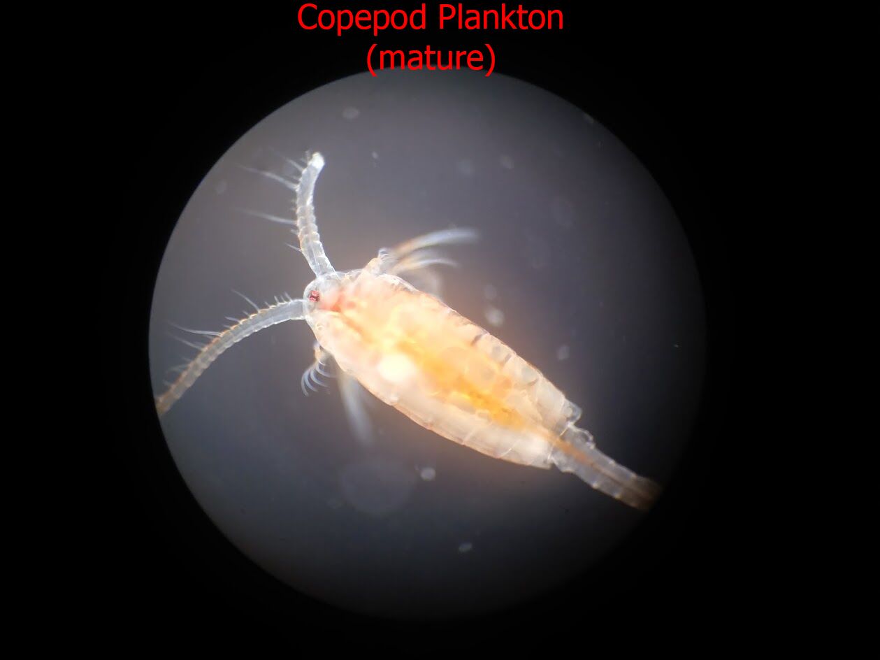 It's a copepod plankton!