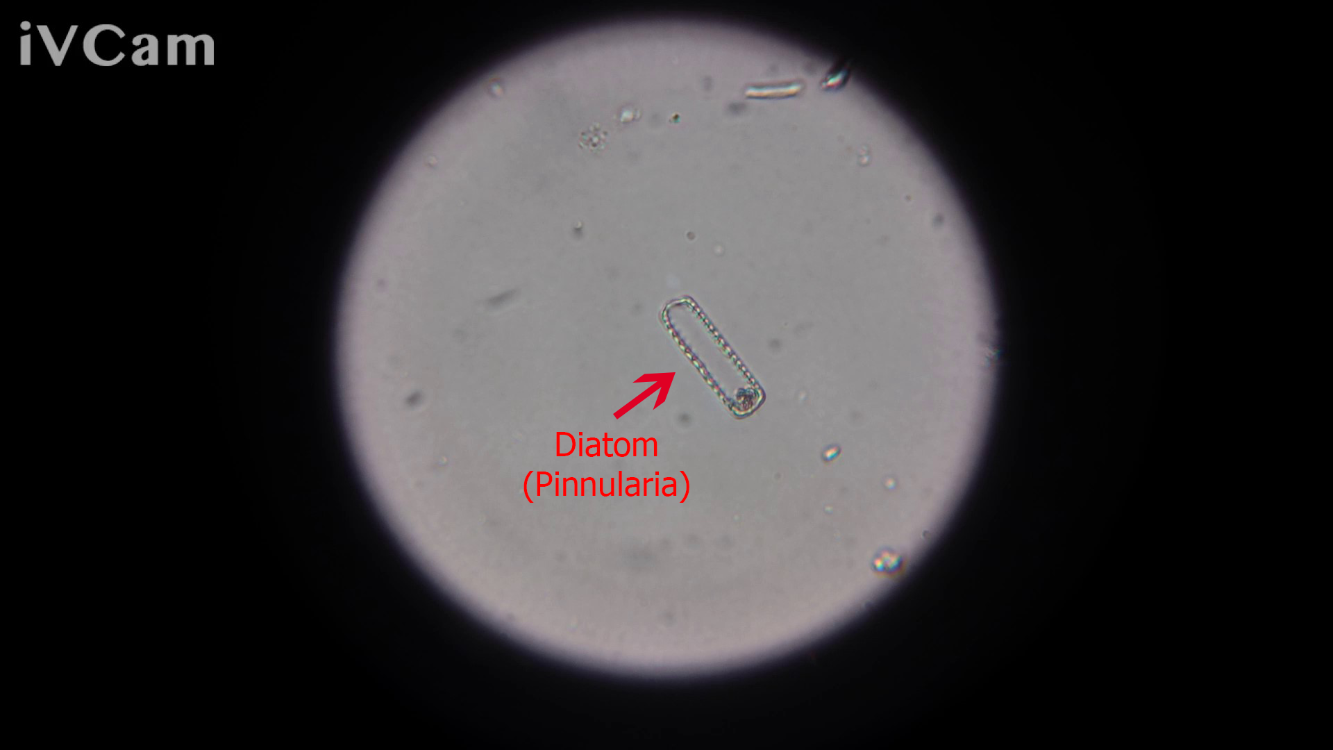 Diatoms rock! their bodies are basically glass!!